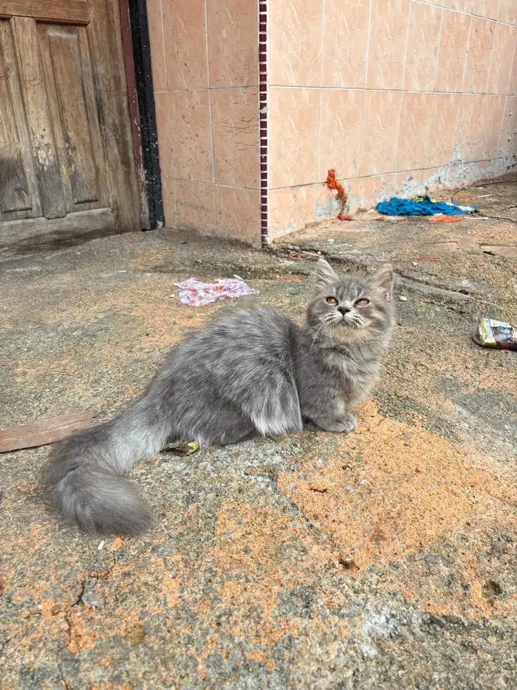 Munchkin longhair jantan umur 5 bulan