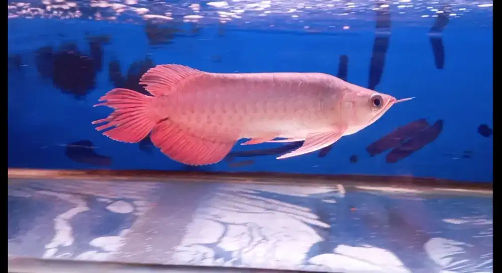 Arwana semi king 27cm