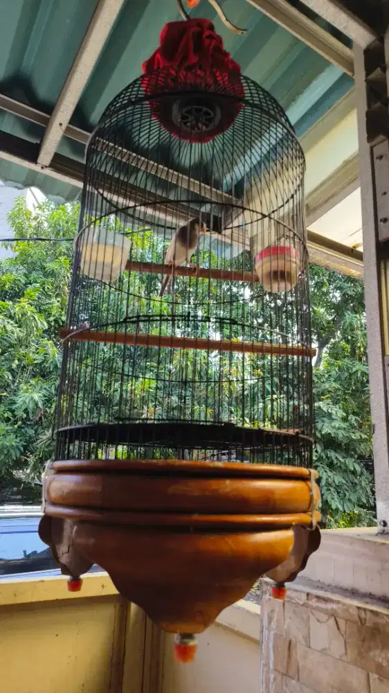 kenari & jalak gacor