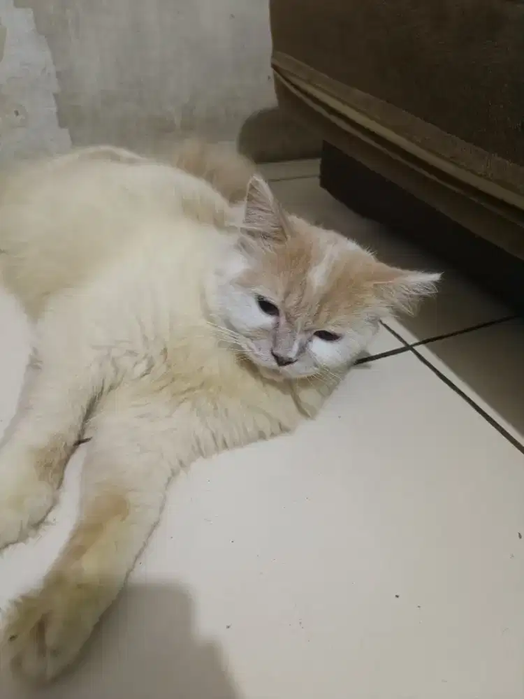 Perisa Long Hair Betina