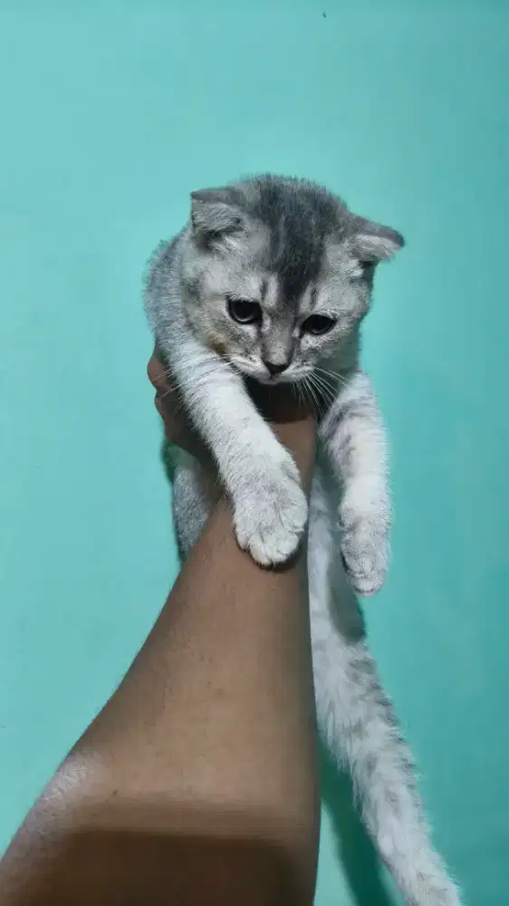 Kitten Kucing BSH X Scottish Fold