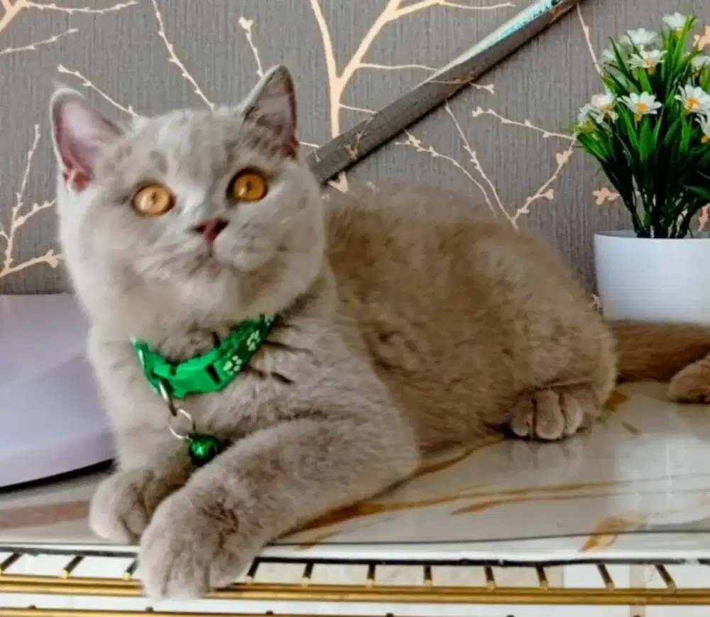 BSH/British Short Hair fawn parents import CINNAMON MUNCHIN