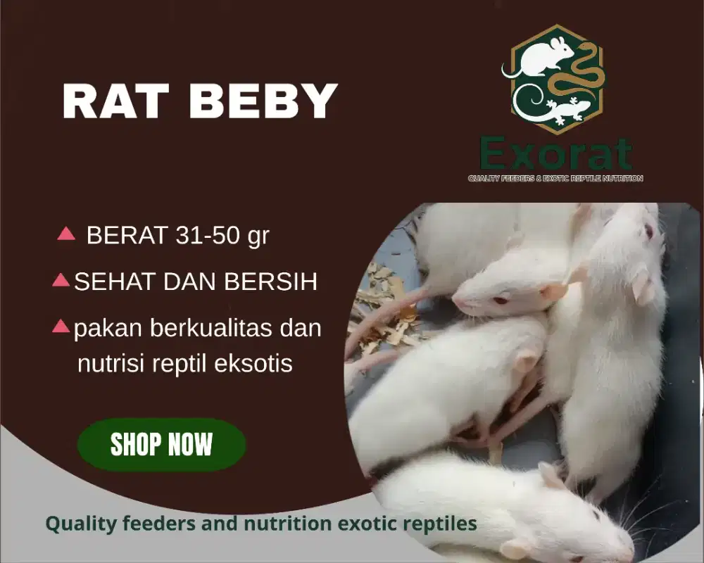 Tikus putih rat baby ukuran 31-50 gr Pakan berkualitas untuk reptil