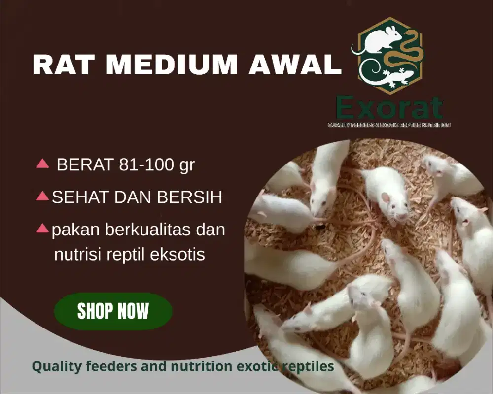 Tikus putih medium awal ukuran 81-100 gr