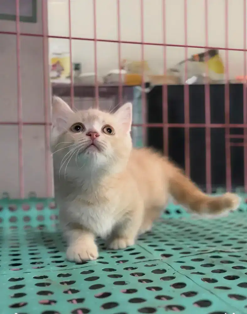 MUNCHKIN GAELIC STRAIGHT