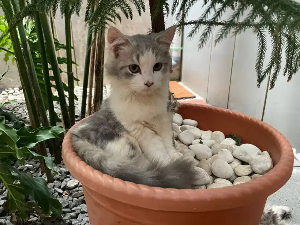 Kucing Persia Mix Medium