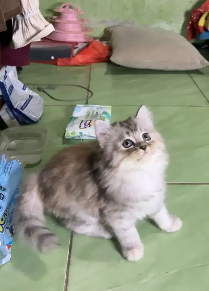 Kucing Kitten Persia