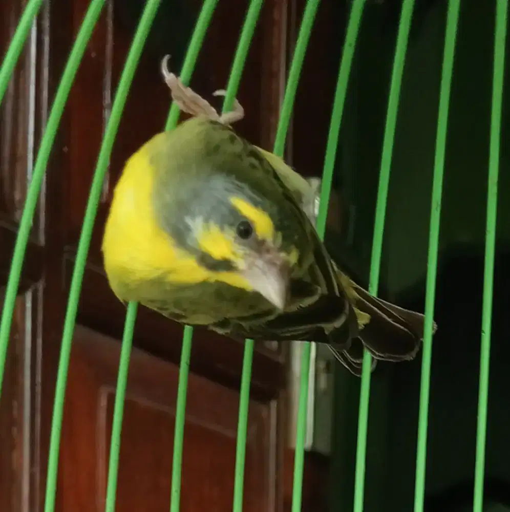 Induk mozambik produksi