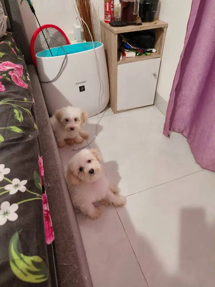 Anak anjing Maltipo white cream