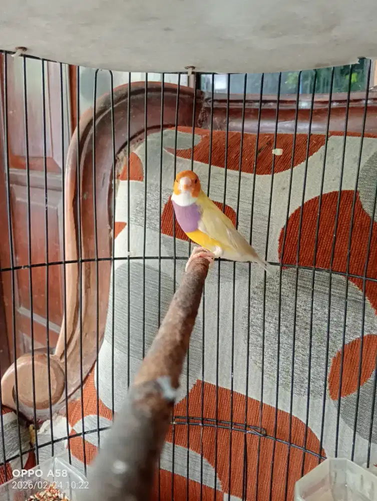 Gould Amadine induk dan anaknya