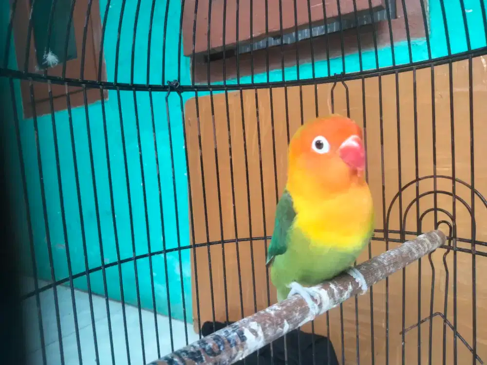 Lovebird bio Darkgreen