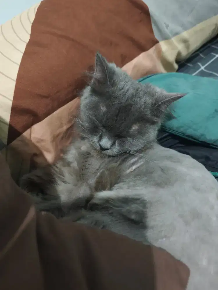 Open Adop Kucing BLH 8 Bulan