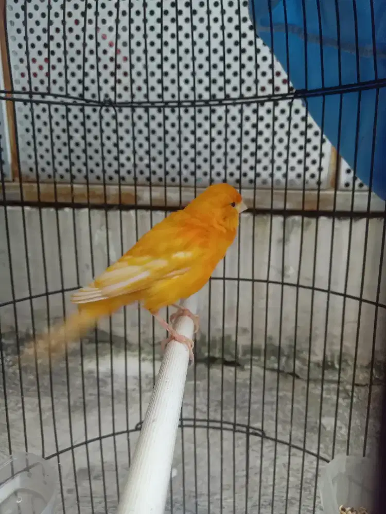 KENARI GACOR WARNA CERAH