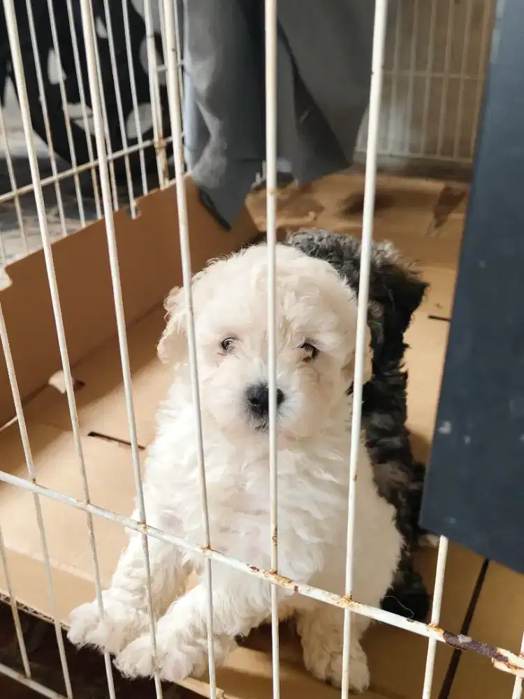 Puppy Poodle Jantan Putih non stb