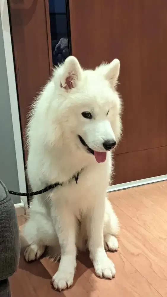Anjing samoyed umur 1 tahun setengah