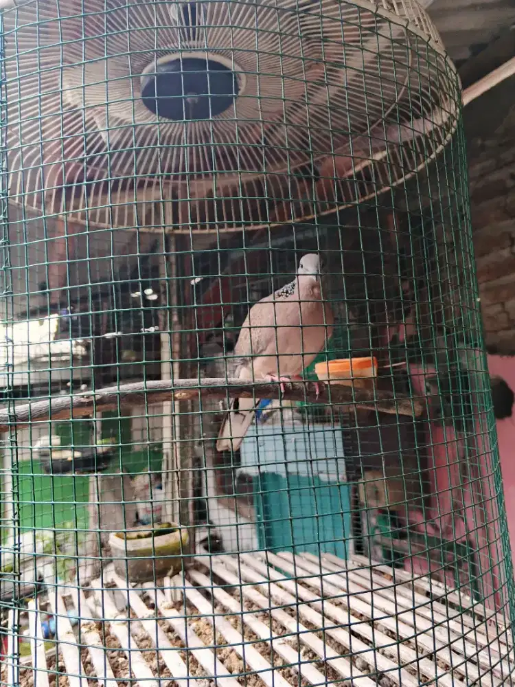 Derkuku Kelantan kuk dua