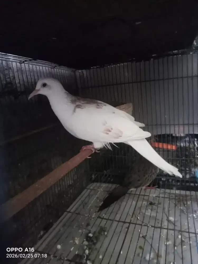 Tekukur BS jantan kuk 1 rajin