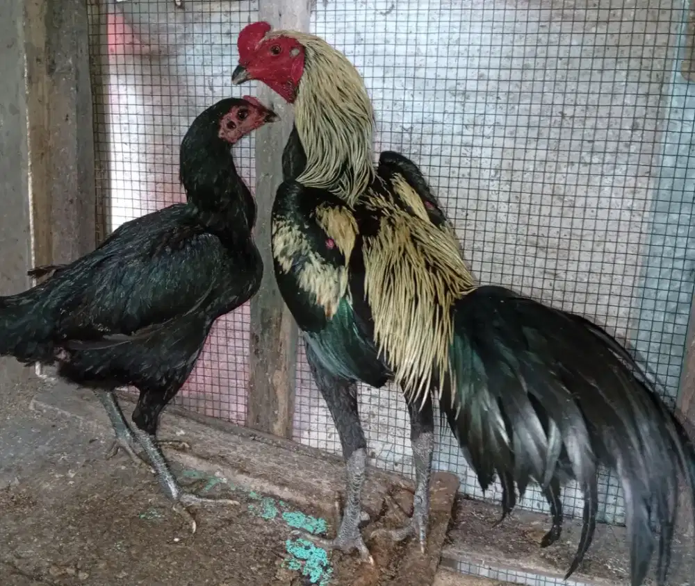 Dijual ayam Mangon pacek & biang