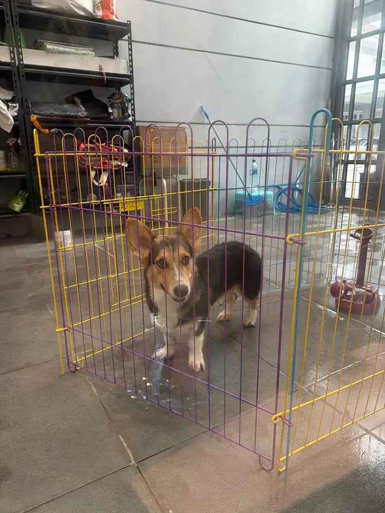 Welsh corgi pembroke