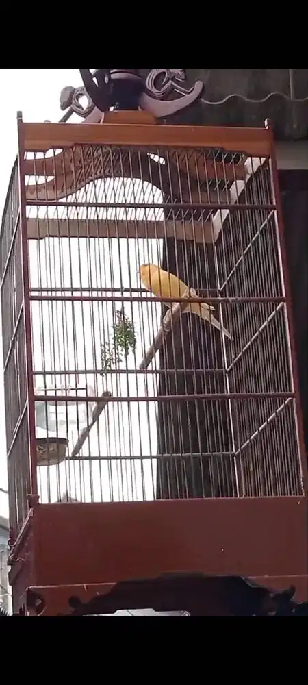 Jual burung kenari