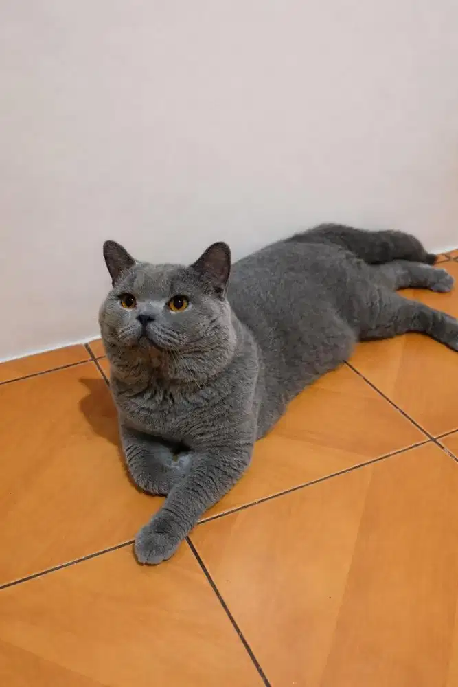 British Shorthair Short Hair