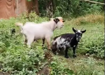 sepasang indukan kambing pygmi mini asli FB 1 thn siap kawin ternak ok
