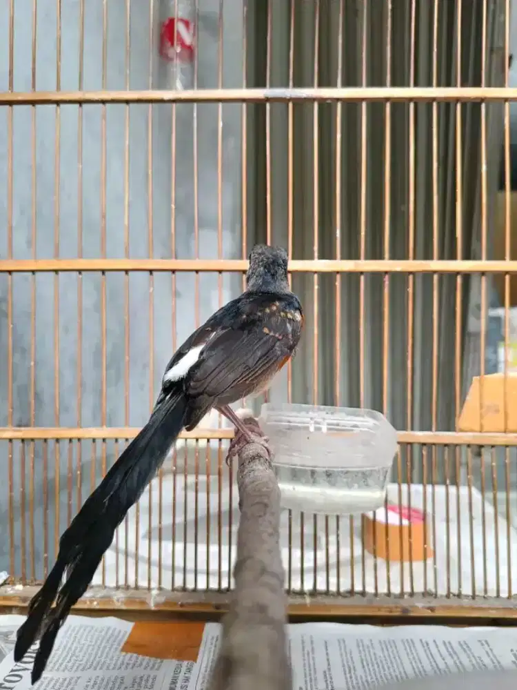 Trotol murai ekor panjang real jantan ya