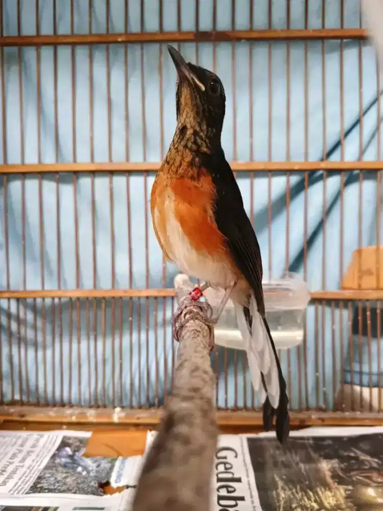 Trotol murai batu f4 real jantan kaki hitam calon sujud2