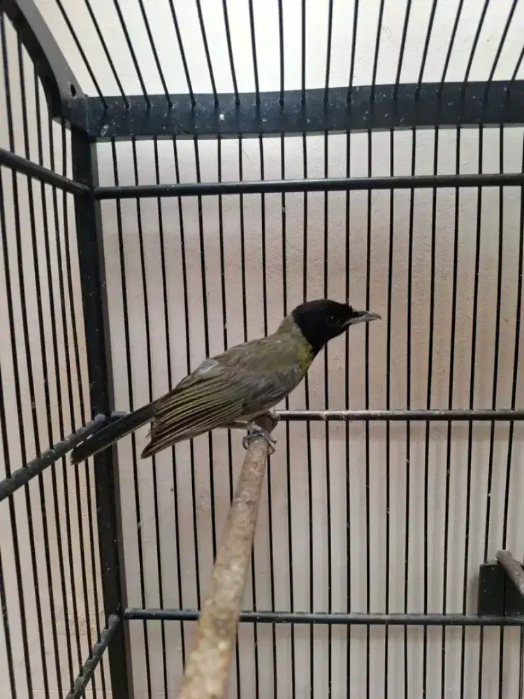 Samyong jantan si burung 1001 suara