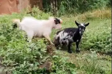 sepasang indukan kambing mini pygmi 1 thn asli FB siap koleksian puas