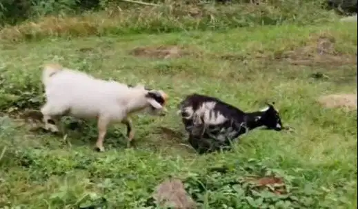 sepasang indukan kambing mini pygmi 1 thn asli FB siap koleksian puas