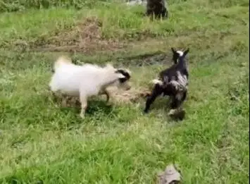 indukan kambing mini pygmi 1 thn koleksian siap ternak asli FB manteb