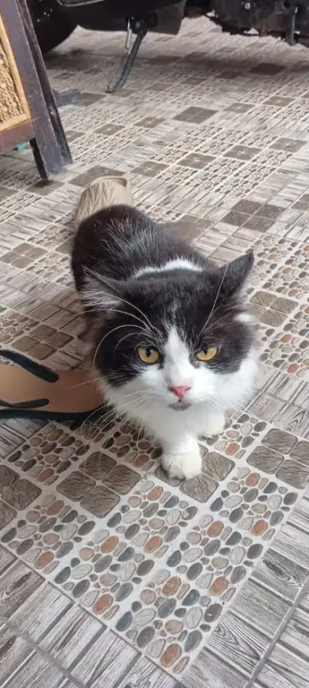 Kucing Persia pejantan tangguh