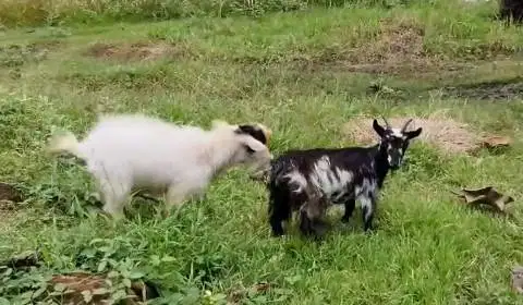 sepasang indukan kambing mini pygmi asli FB 1 thn koleksian original