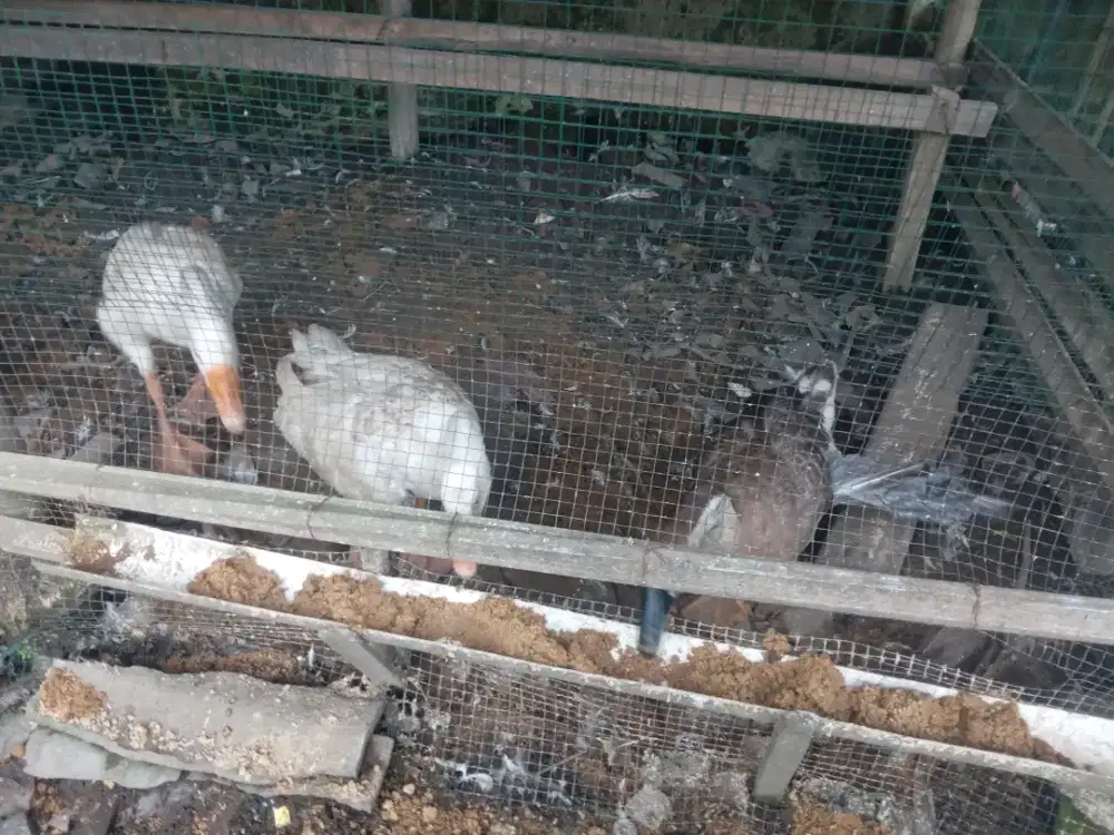 Jual angsa atau soang 3 ekor