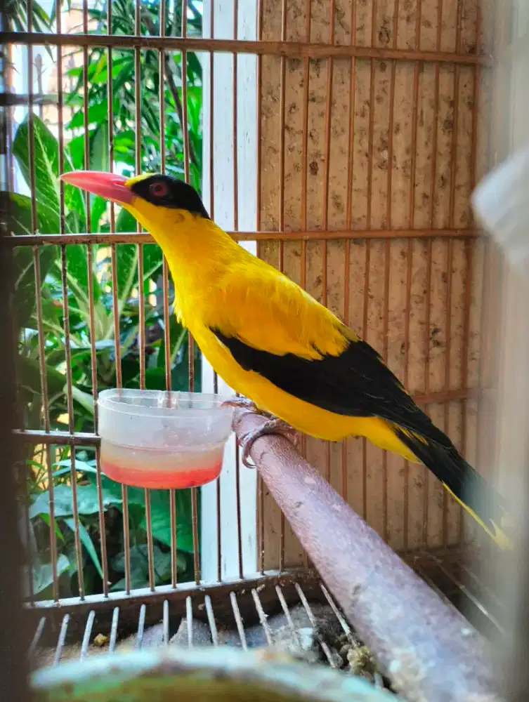 Kepodang Jawa Body Super Jumbo Jantan