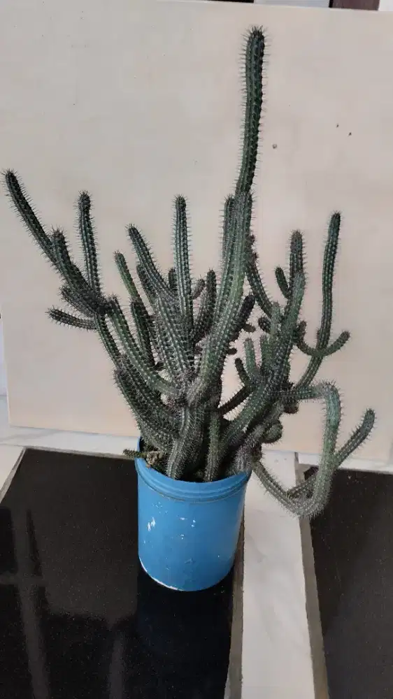 Tanaman Kaktus & sekulen