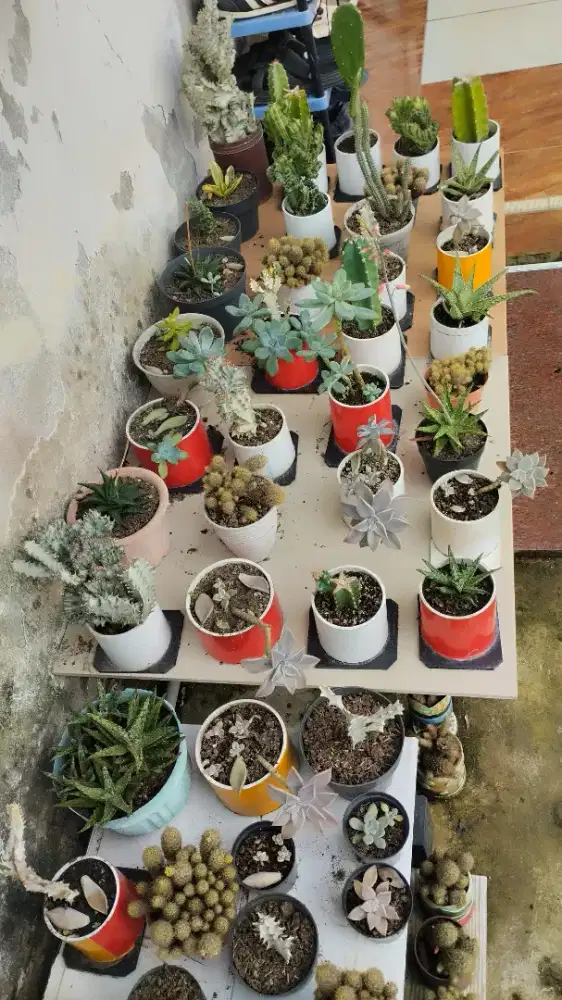 Tanaman Kaktus & sekulen