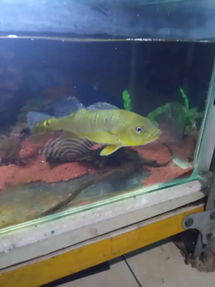 Ikan Peacokbass 23cm