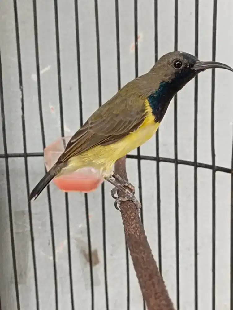 Burung so gon big gacor mapan jinak cetrekan