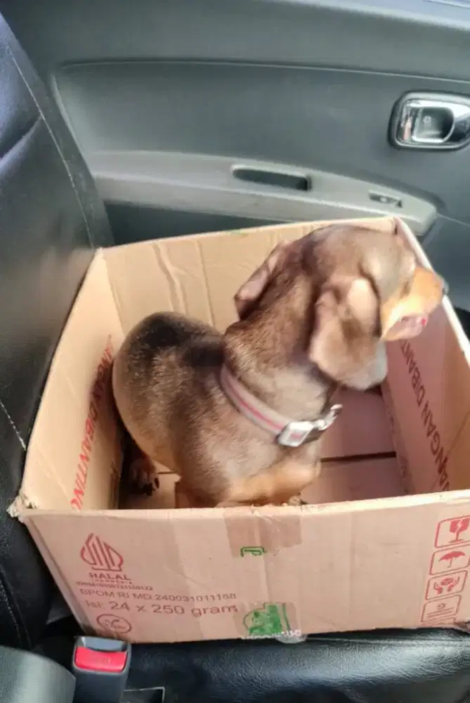 Dijual anjing tekel betina