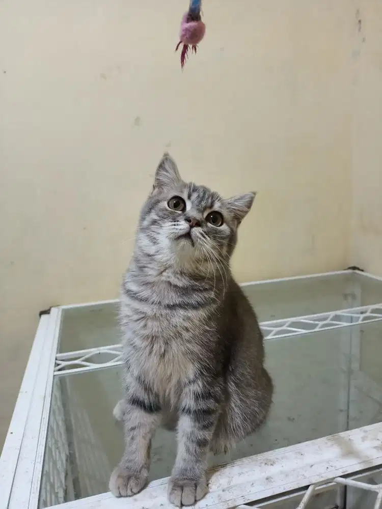 kucing bsh british shorthair jantan