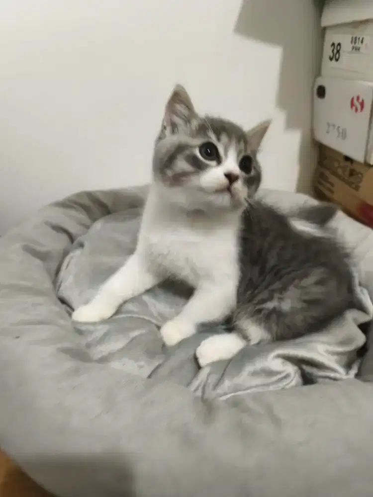 Kucing BSH (brithis shorthair) jantan usia 2,5 bulan