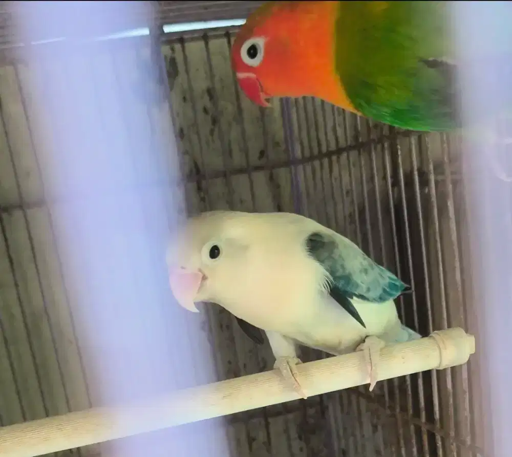 Indukan Love bird / lovebird dan 3 ekor anak