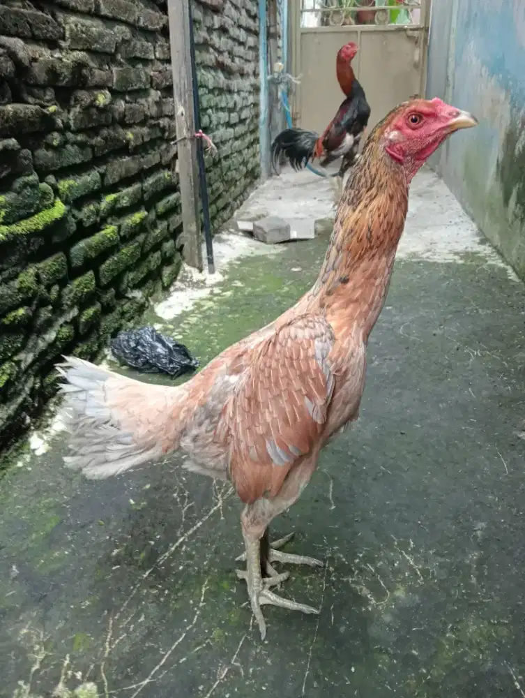 Ayam Betina Mangon