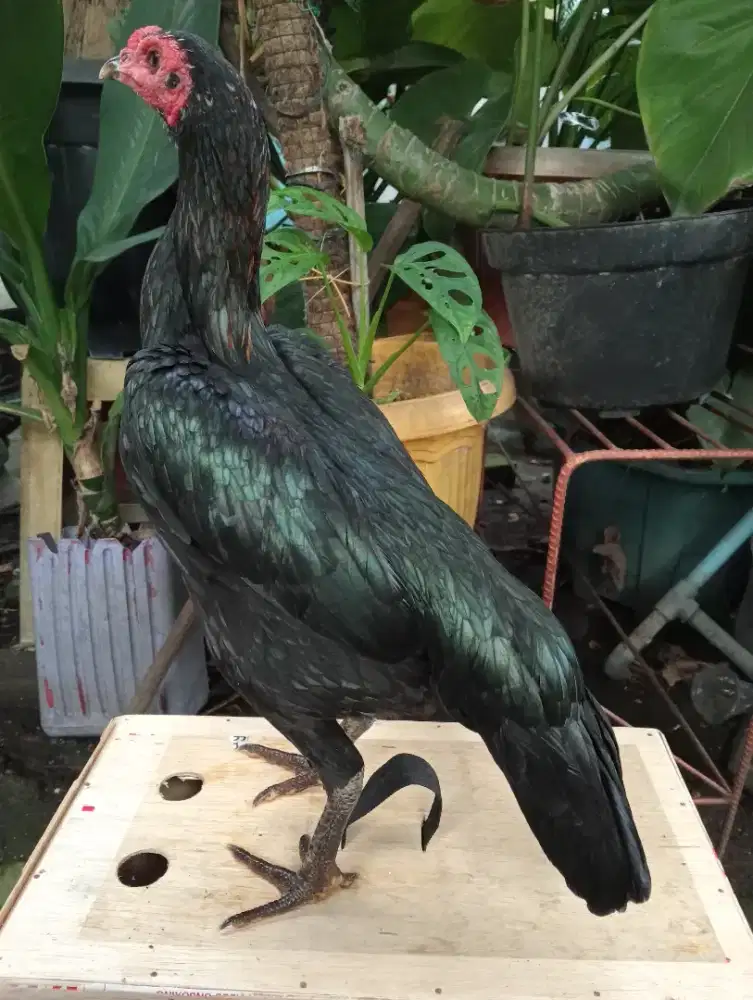 Ayam betina Bangkok wiring galih pukul jiling