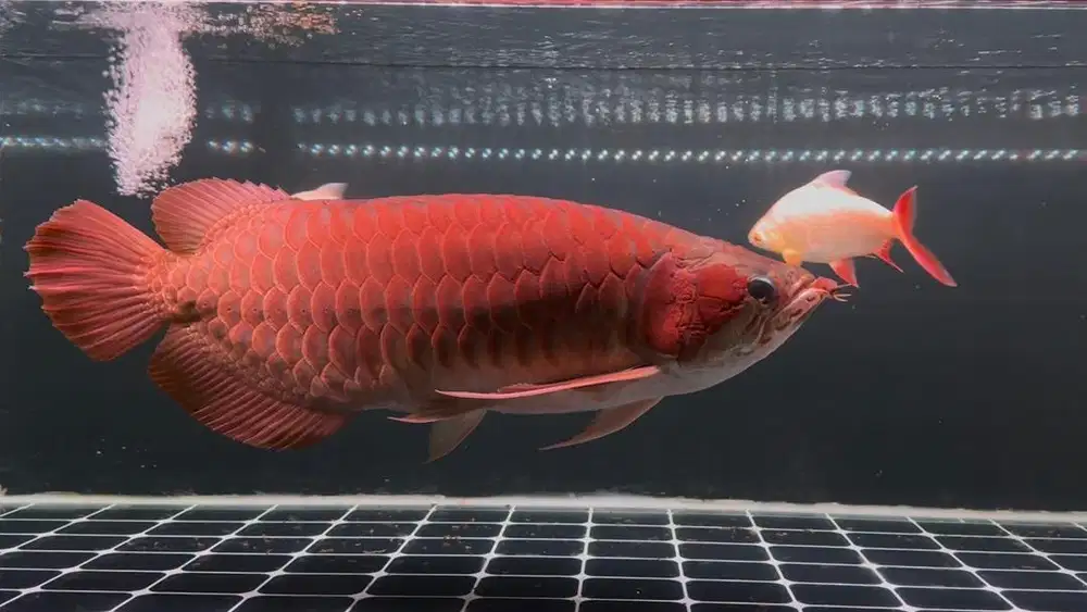 Ikan Arwana SR Super Red 60cm up Sumo