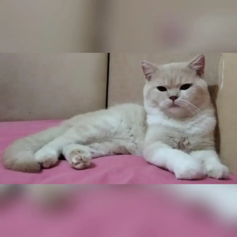 Kucing flatnose jantan