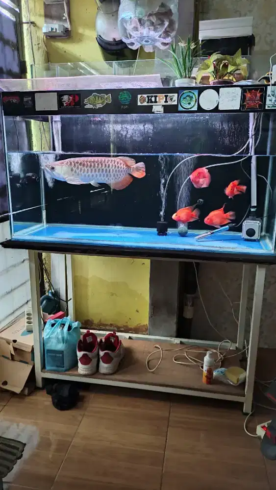Ikan golden 54cm fulset sama aquarium nya 120cm