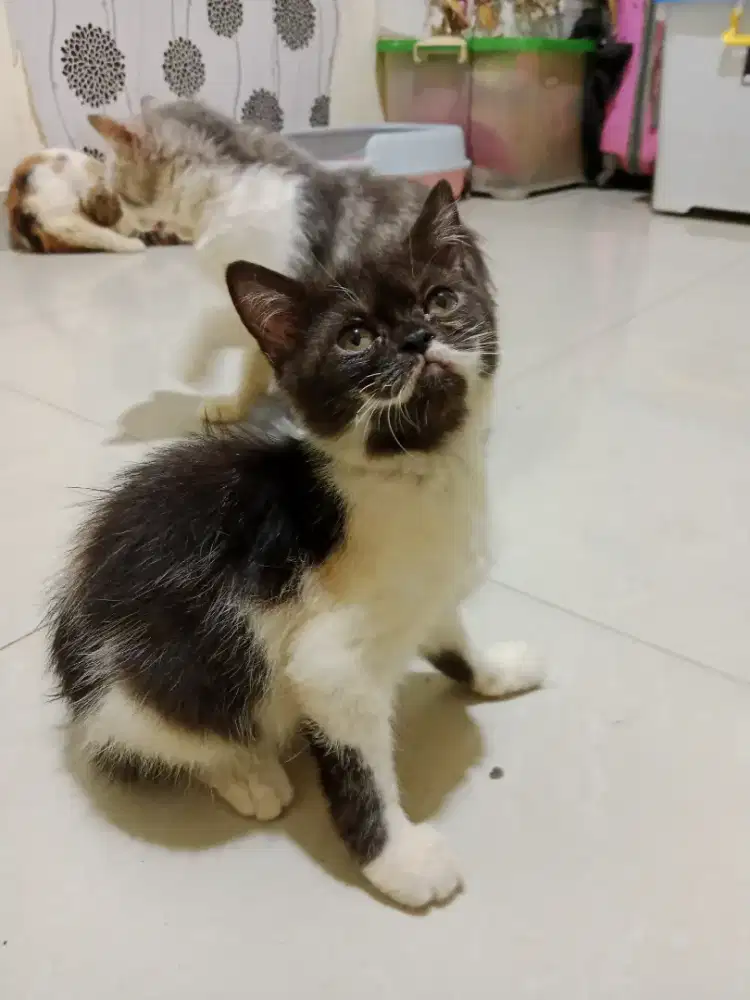 Kitten BSH female & male